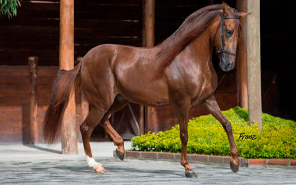 Caballo criollo colombiano, Foto Agronegocio