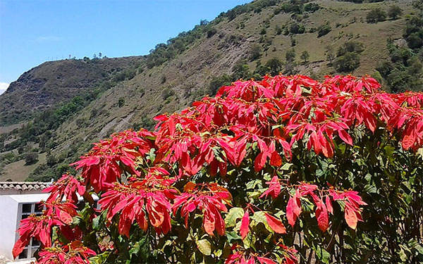 Paisaje de Carcasí, Foto Anibal Camacho Núñez Paisaje de Carcasí, Foto Anibal Camacho Núñez
