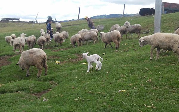 cria de ovejas en Cundinamarca cria de ovejas en Cundinamarca