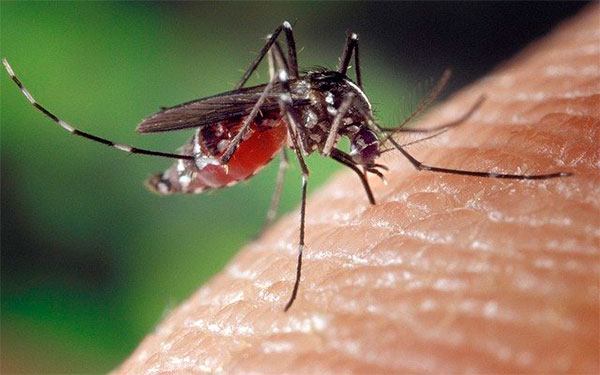 Vector de zika