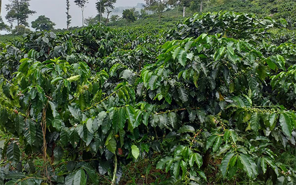 Cafetales Fredonia, Antioquia