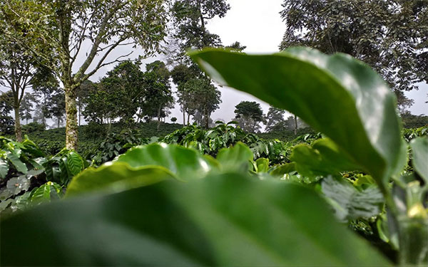 Fredonia, Antioquia