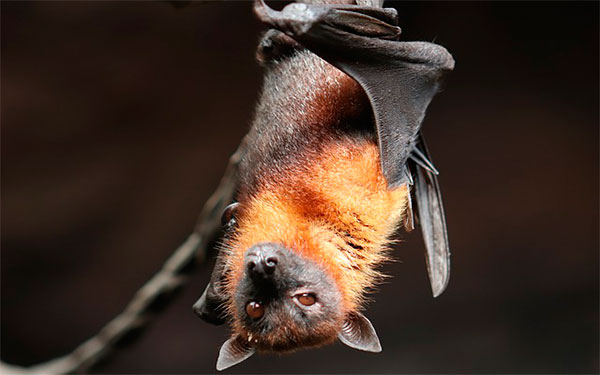 Murciélago zorro