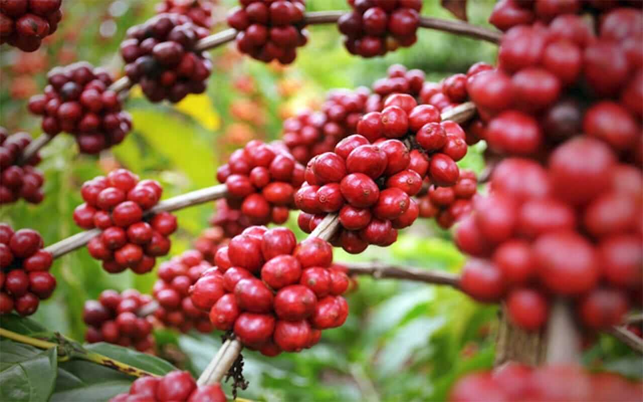 Mata de cafe colombiano
