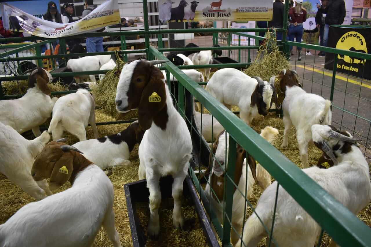 Cria de cabras agroexpo 2019