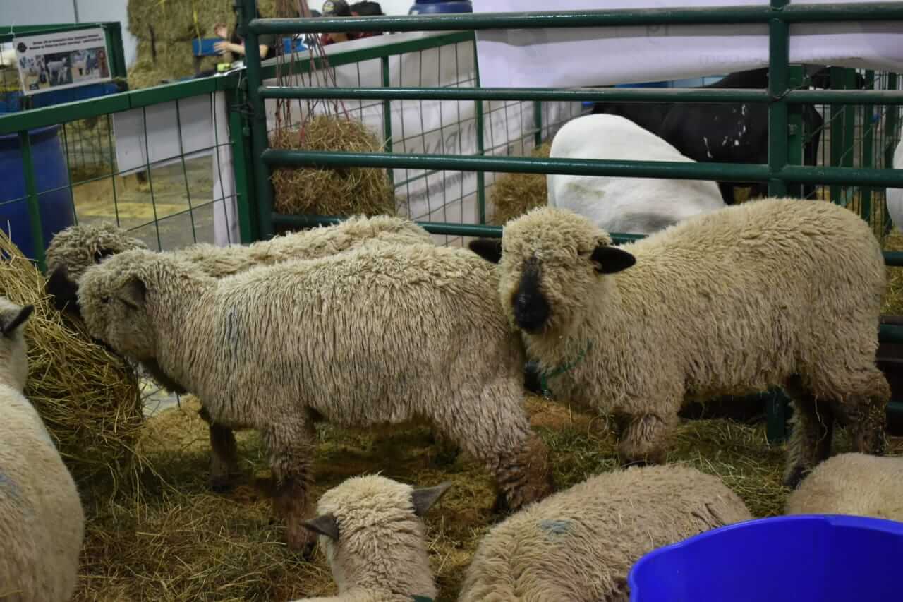 uno de los pabellones más visitados fue el de las ovejas