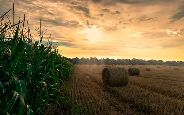 Foto Pixabay