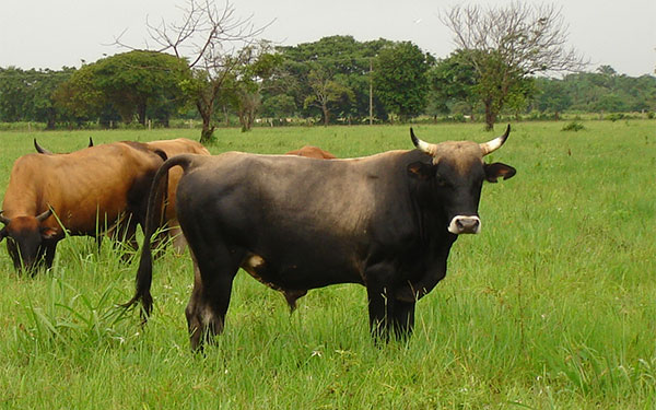 Cumay-casanare