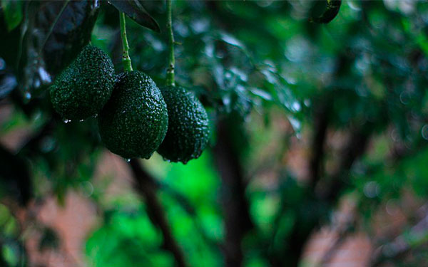 Imagen-de-Alessandra-Ceja-en-Pixabay Imagen-de-Alessandra-Ceja-en-Pixabay