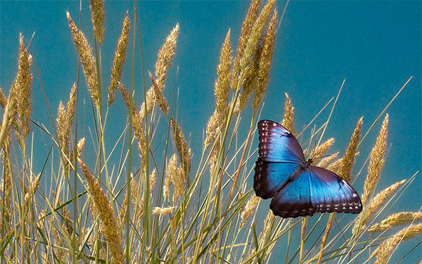 Imagen-de Gerd Altmann en Pixabay Imagen-de Gerd Altmann en Pixabay