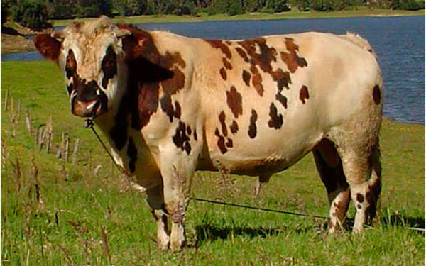 Imagen tomada de IMPLEGAN