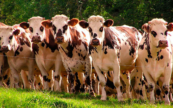 Razas-Bovinas-de-Colombia