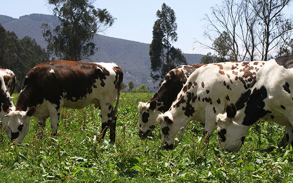Ganaderia-Normando-Colombia