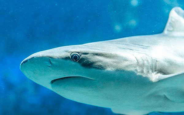 Texto-Imagen-de-Sinousxl-en-Pixabay