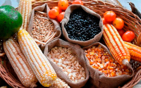 Colombia, agro con semillas autorizadas para fortalecer seguridad alimentaria