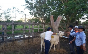 Arranc&oacute; vacunaci&oacute;n contra fiebre aftosa en todo del pa&iacute;s
