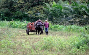 MinAgricultura apuesta por 90.000 empleos al a&ntilde;o