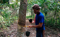 Por extracci&oacute;n de caucho ind&iacute;genas reciben certificaci&oacute;n internacional