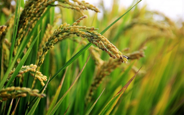 Gobierno japon&eacute;s reconoci&oacute; aportes de Fedearroz a los agricultores
