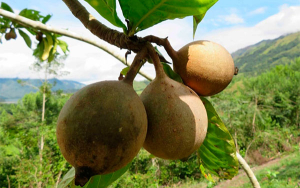 Cooperaci&oacute;n suiza impulsa el futuro sostenible y competitivo del pa&iacute;s