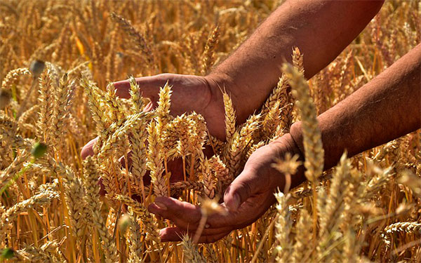 Acuerdo comercial con China impulsar&aacute; agro colombiano: Exministro