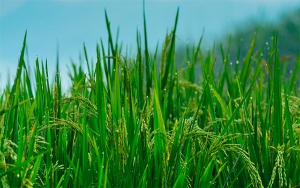 Fondo N&oacute;rdico de Desarrollo elogia programa AMTEC de Fedearroz