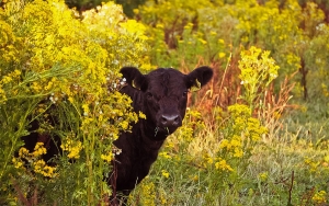 Colombia busca recuperar el mercado ruso para la exportaci&oacute;n de carne bovina