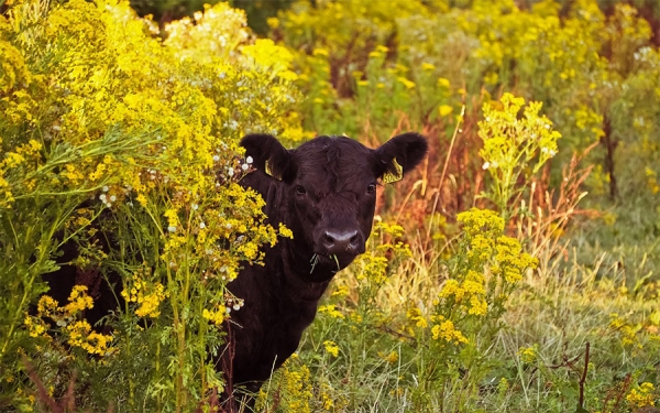 Colombia busca recuperar el mercado ruso para la exportaci&oacute;n de carne bovina