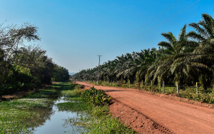Palmicultores de San Pablo, valor y compromiso a la sombra del conflicto