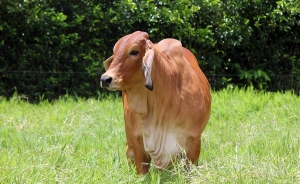 Bienestar animal, el mejor aliado de la producci&oacute;n ganadera