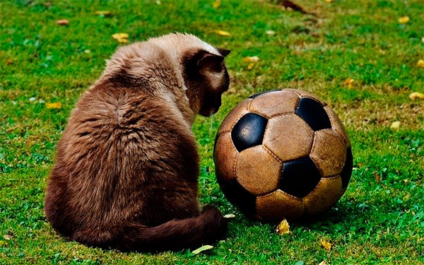 Con el f&uacute;tbol a gatas, Dimayor apuesta por nuevos derroteros