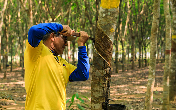 Si no hay apoyos, en 10 o 15 a&ntilde;os Colombia se quedar&aacute; sin caucho