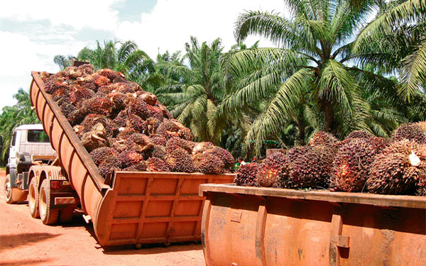 Sigue din&aacute;mica producci&oacute;n de aceite de palma, mejora registros frente a 2021
