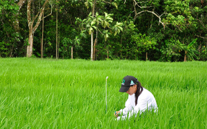 Sin pol&iacute;tica, precio y almacenamiento, arroceros estar&aacute;n en serios problemas