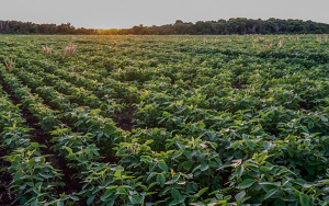 Producci&oacute;n de semillas, vital en alimentaci&oacute;n y desarrollo rural