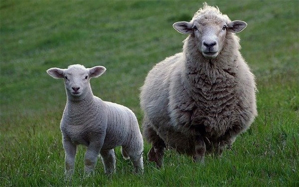 Agro Alianza un emprendimiento para hacer del campo una grata realidad