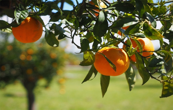 Exportaciones de fruta est&aacute;n en pa&ntilde;ales: &iquest;Colombia dio papaya?