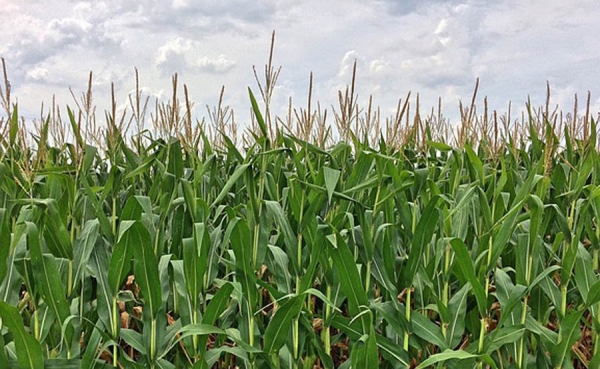 Productores de ma&iacute;z europeos temen el impacto negativo del pacto con EEUU