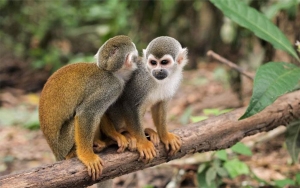 Pastos: El mal que destruye la Amazon&iacute;a y que Colombia logr&oacute; frenar