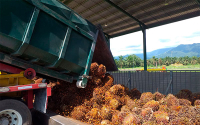 En palma de aceite hay un mundo de oportunidades por venir: Fedepalma