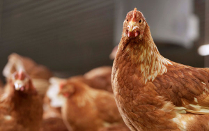 Novedosa vacuna se toma el campo colombiano en favor del sector av&iacute;cola