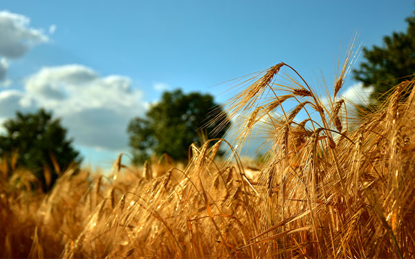 Fenalce alerta que aprobar arancel 0 % a la cebada acabar&iacute;a con su cultivo