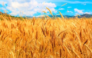 Expertos aconsejan utilizar semillas certificadas en primer ciclo de siembra