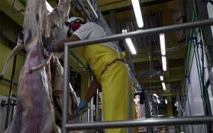 Exportaciones ganaderas de Colombia se duplicaron el a&ntilde;o pasado