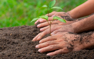 Con siembra de &aacute;rboles, Porvenir mitiga impacto clim&aacute;tico
