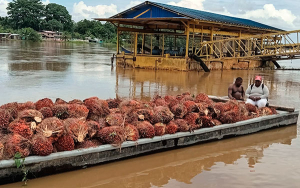 Palma de aceite, agricultura l&iacute;cita que brinda verdaderas oportunidades