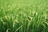 Importaci&oacute;n de arroz se parrande&oacute; departamentos productores