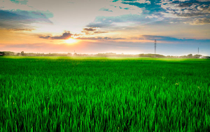 Fedearroz lanza plataforma de servicios agroclim&aacute;ticos