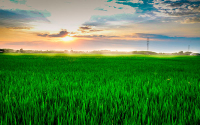 Fedearroz lanza plataforma de servicios agroclim&aacute;ticos