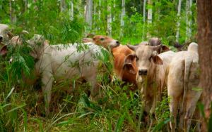 Ganader&iacute;a genera m&aacute;s de un mill&oacute;n de empleos y asume retos clim&aacute;ticos